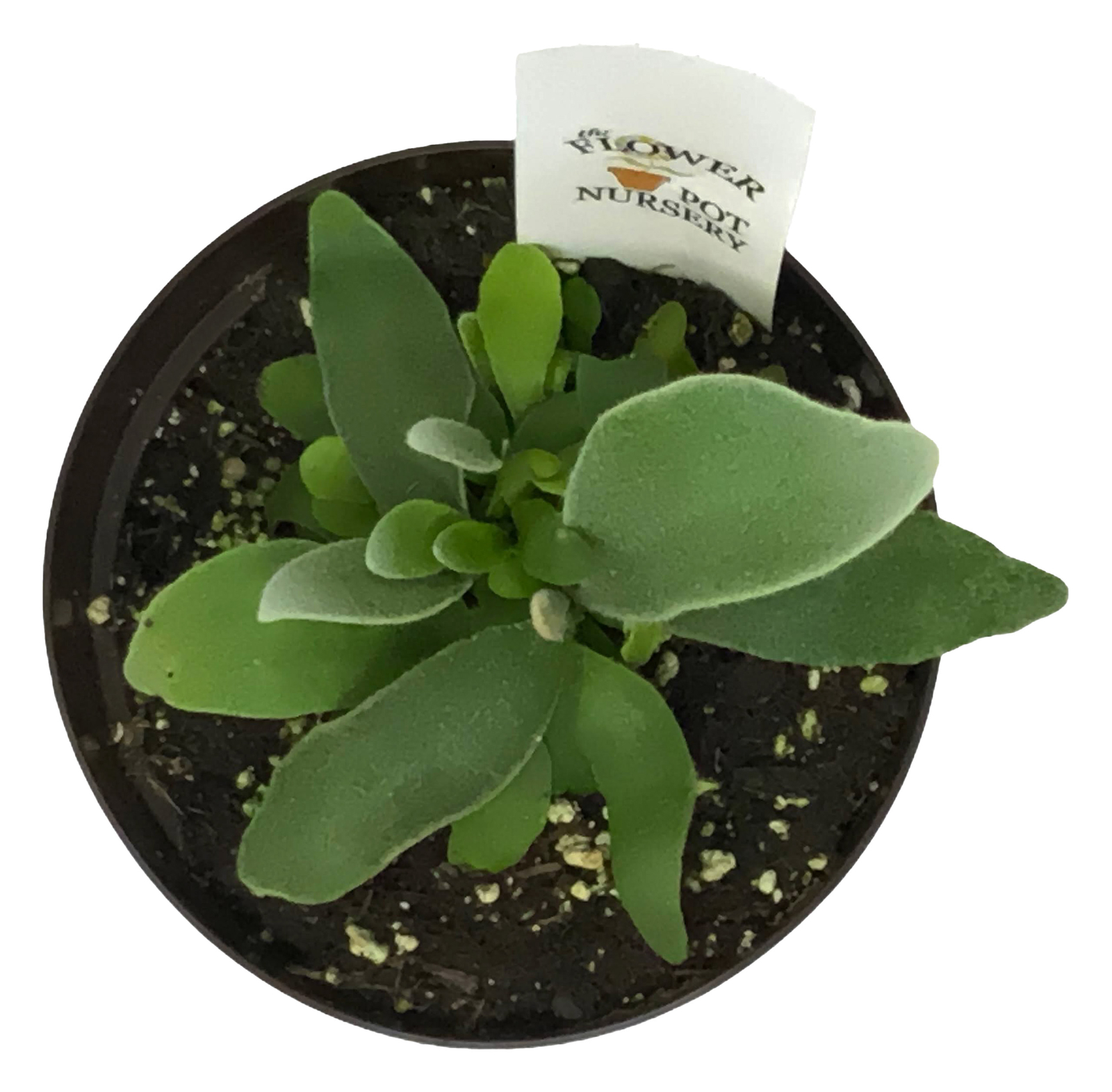French Staghorn Fern – Platycerium veitchii ‘Lemoinei’ – 4″ Pot