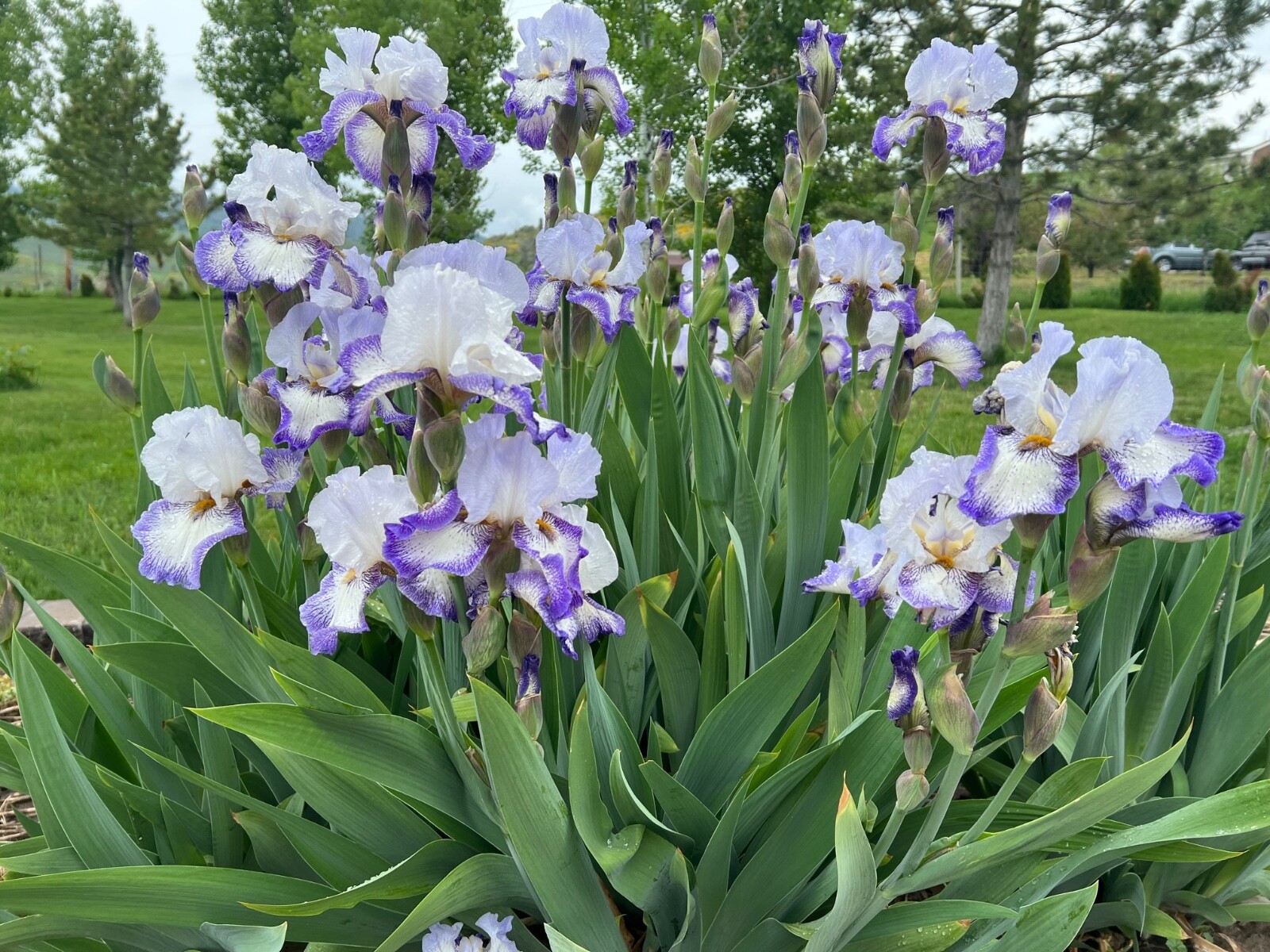5 IRIS Rhizomes, PURPLE GLACIER, Harvested as Ordered