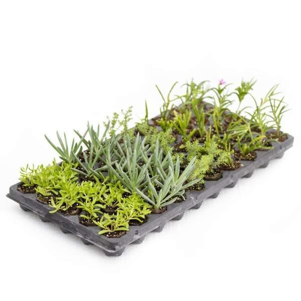 Succulents Trailing Assortment Rooted Starter Plant (Pack of 5)