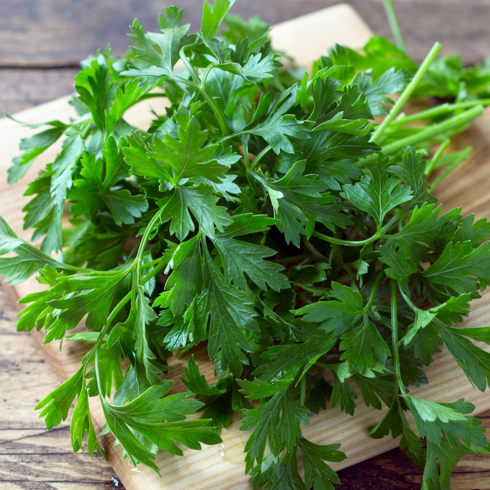 Italian Flat Leaf Parsley Seeds Heirloom Non-GMO Herbs 1 Pack