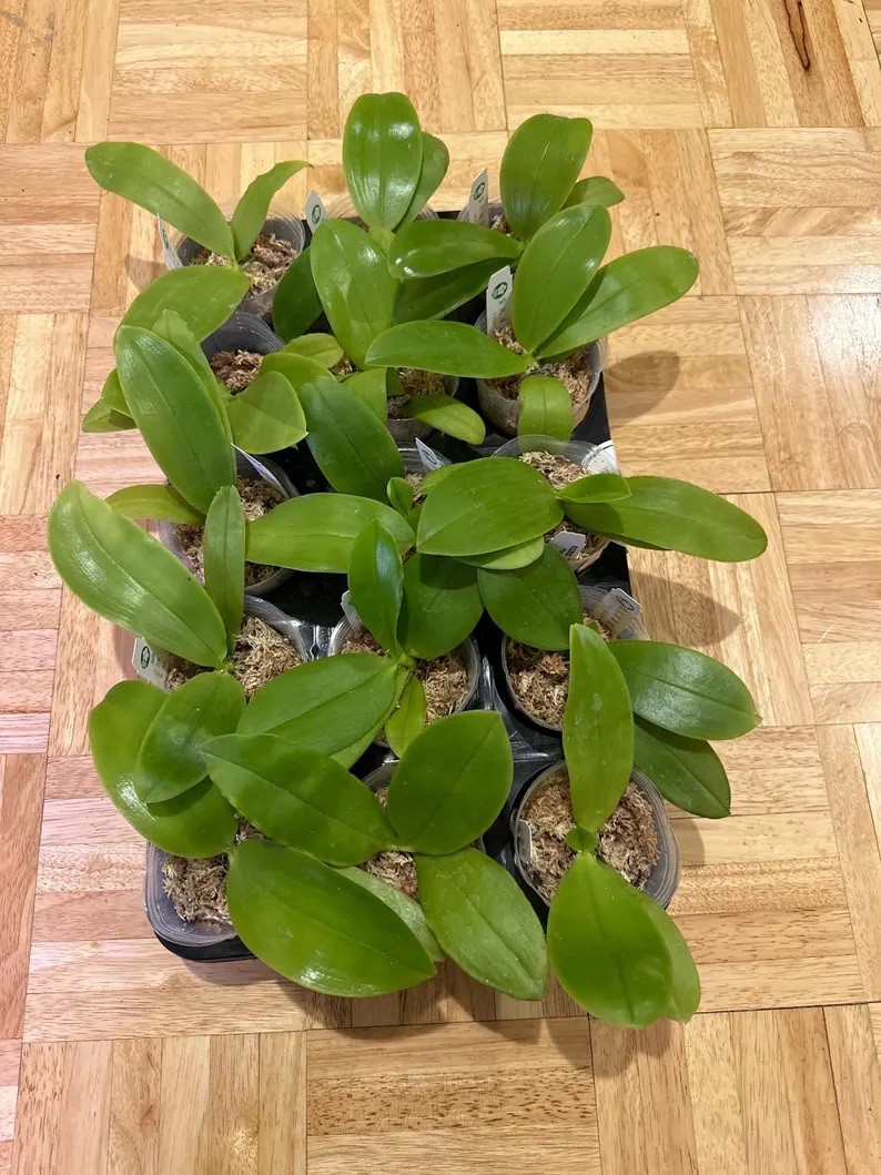 In spike! KS2032 Phal. KS Red-Blue Rainbow, very fragrant
