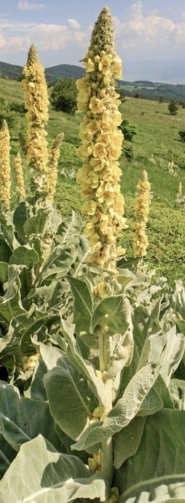 Common Mullien Seeds-Hand Harvested-Multi Use Plant-Organically Grown