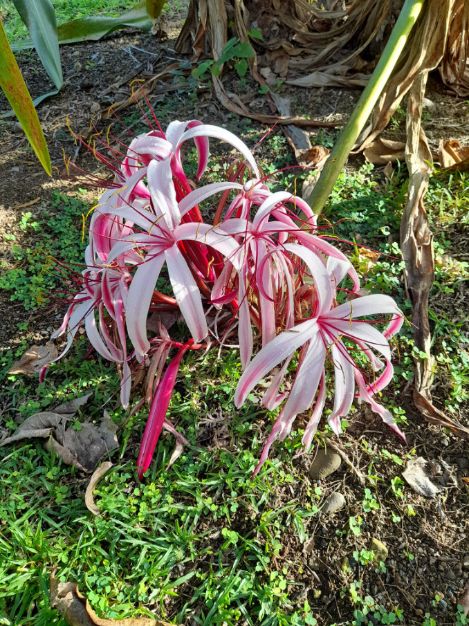 Live Red and White Crinum Lily Bulbs – 1 Count – Flowering Bulb