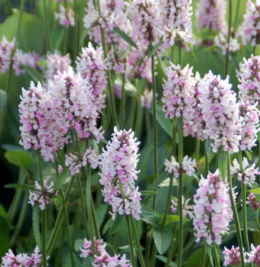 Stachys Betony Summer Crush Live Plant Plug – 1–3″ Tall – Pink Flowering Plant