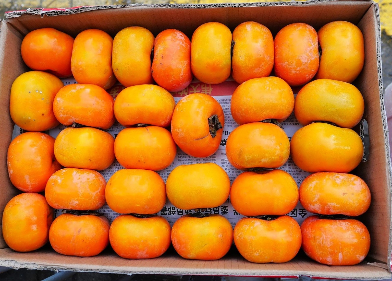 – Japanese Persimmon Tree Seeds – 10+ Count – for 2026 Planting Diospyros Kak…