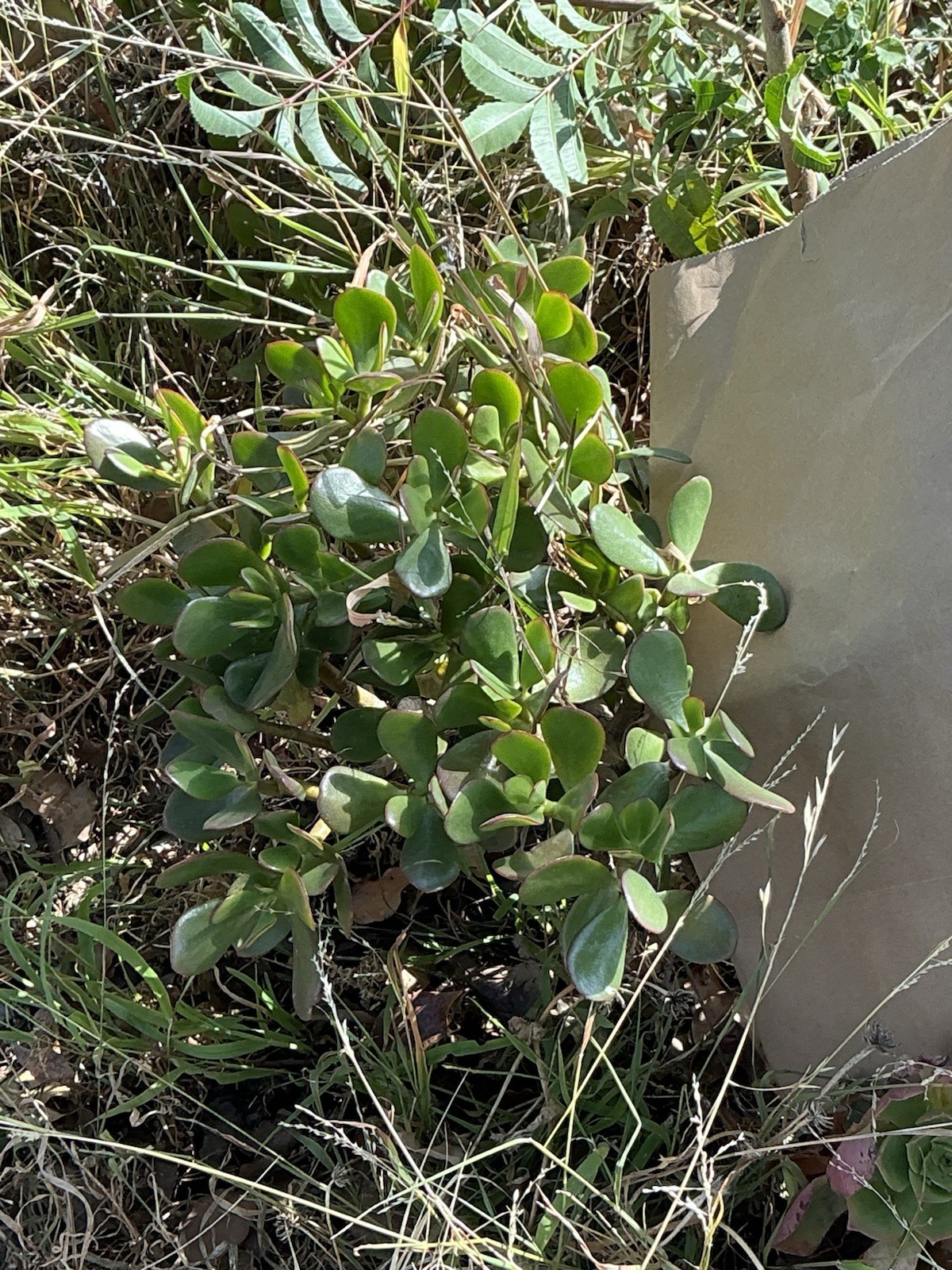 healthy jade plant with roots, Around 16” To 17” tall, rooted