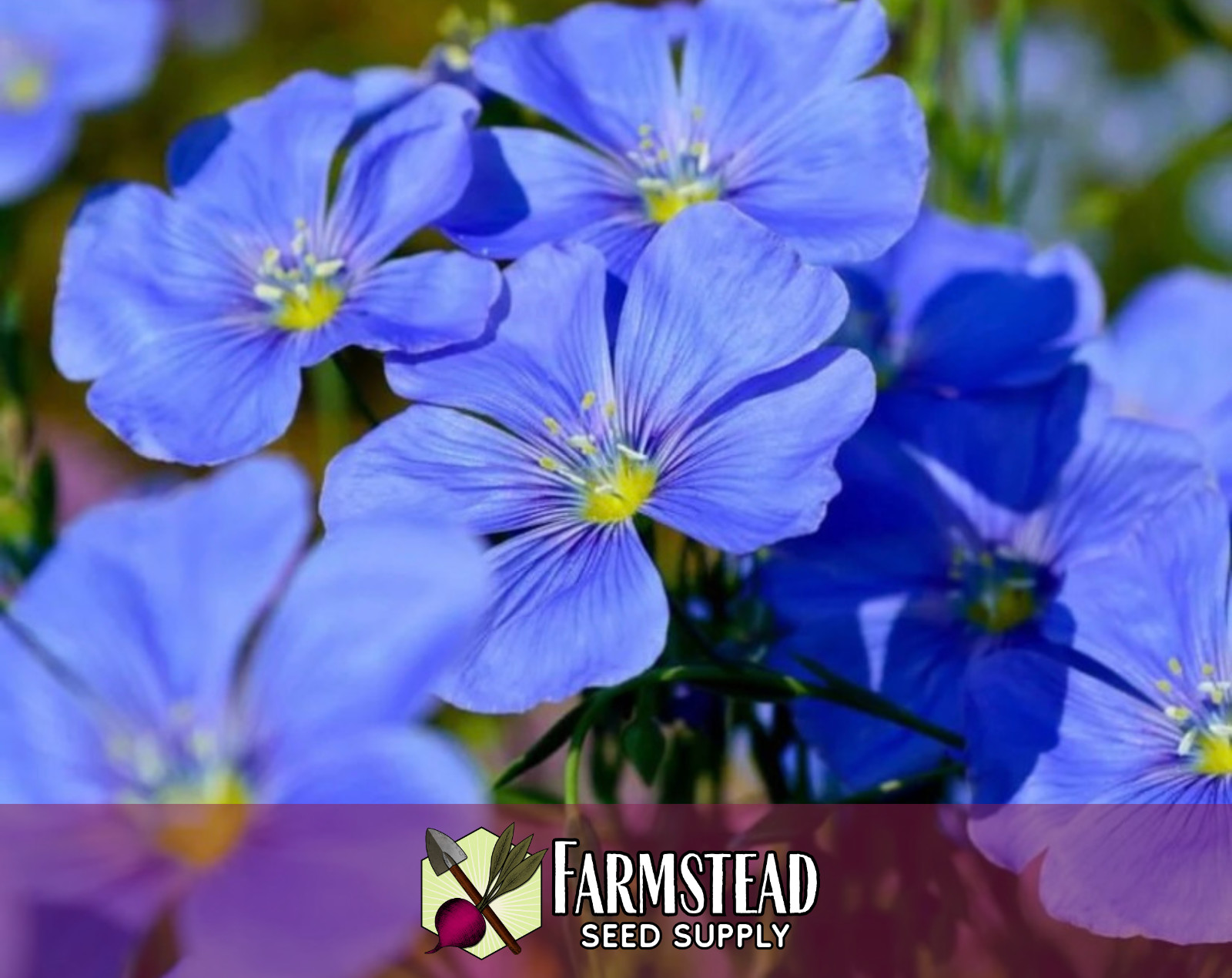 2,000+ Blue Flax Seeds | Flower Gardening, Perennial Wildflower Plant, Linseed