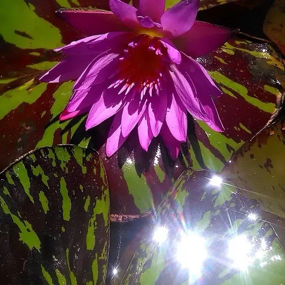 Tropical Waterlily MIAMI ROSE pink Day Blooming Size