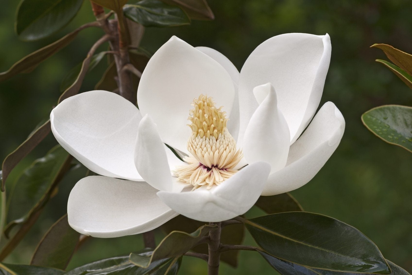1 Southern Magnolia Tree 12-24″ Magnolia grandiflora Bare Root