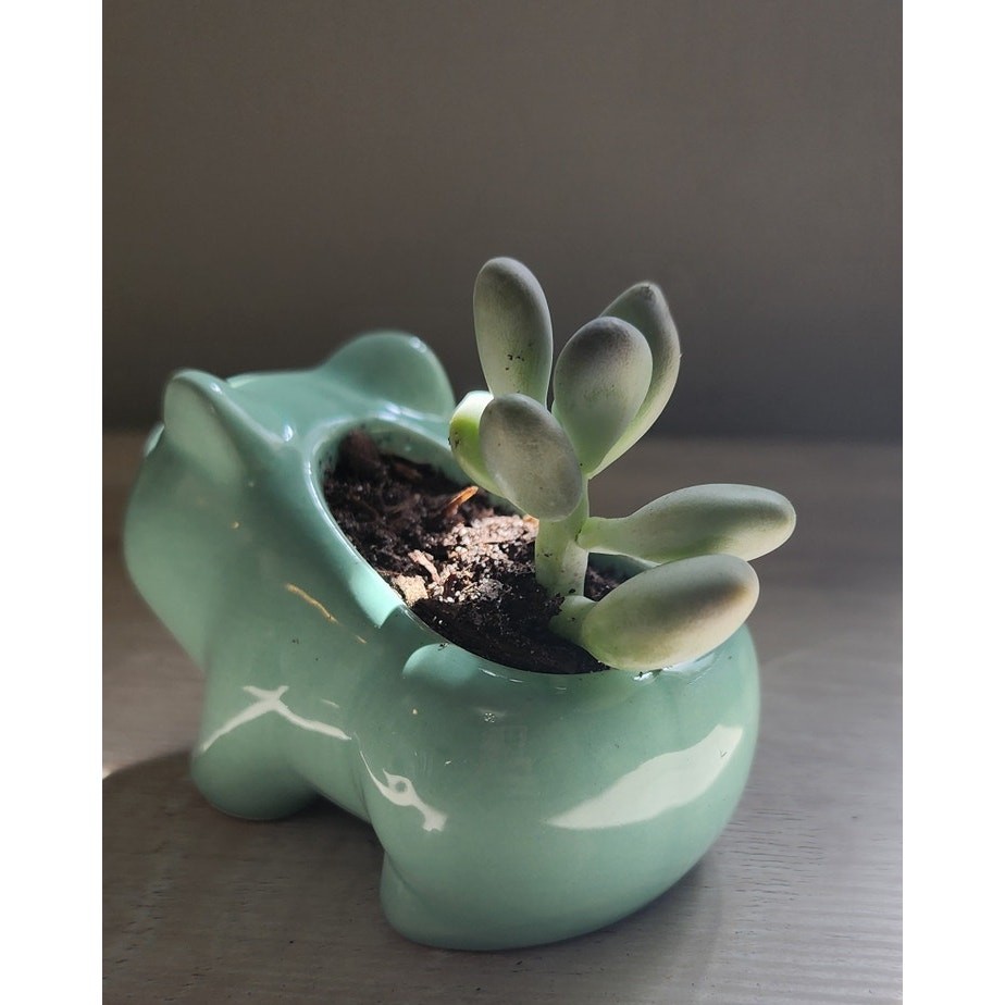 Succulent in Mint Animal Planter | Live Plant | Cute Gift