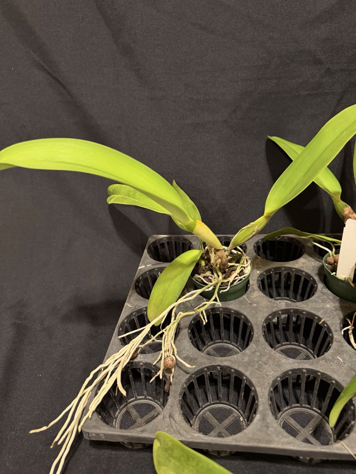 Cattleya dowiana v. rosita in 3in pot