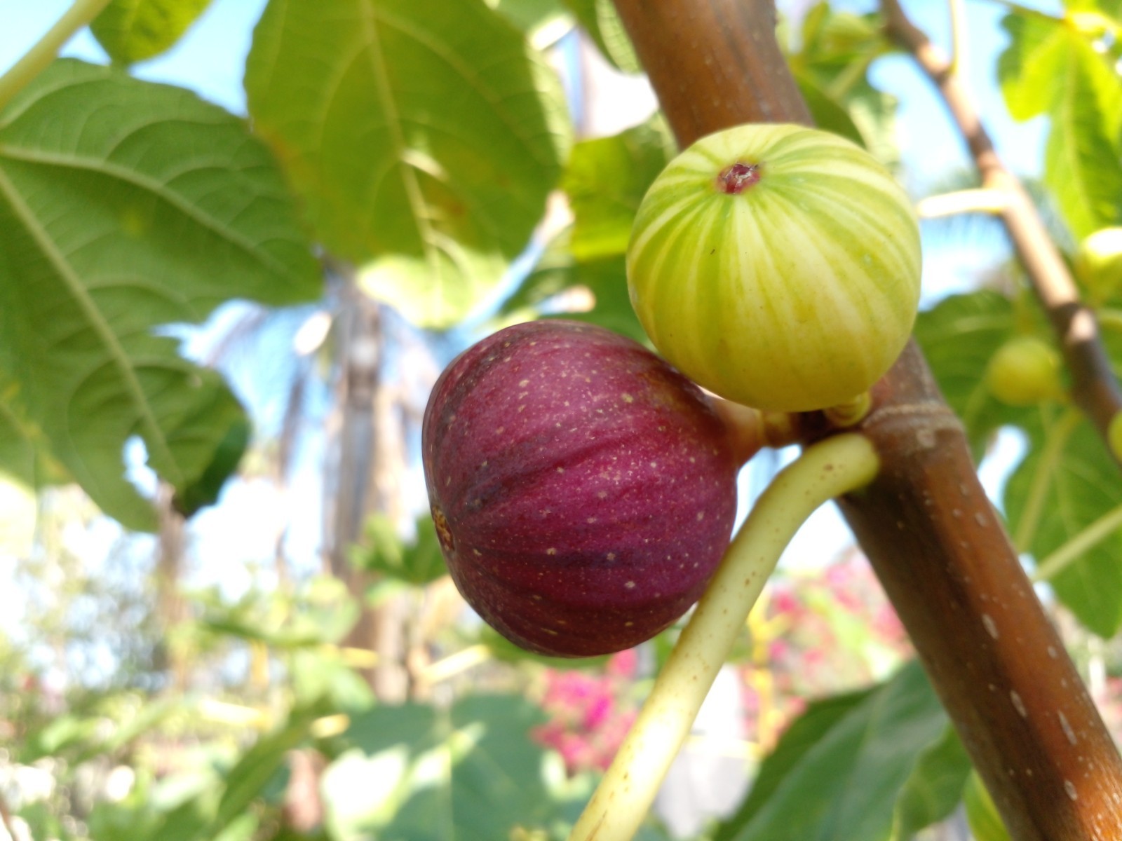 Fresh Fig Tree Cuttings – Select Variety – Many Top Tier Figs to Choose From
