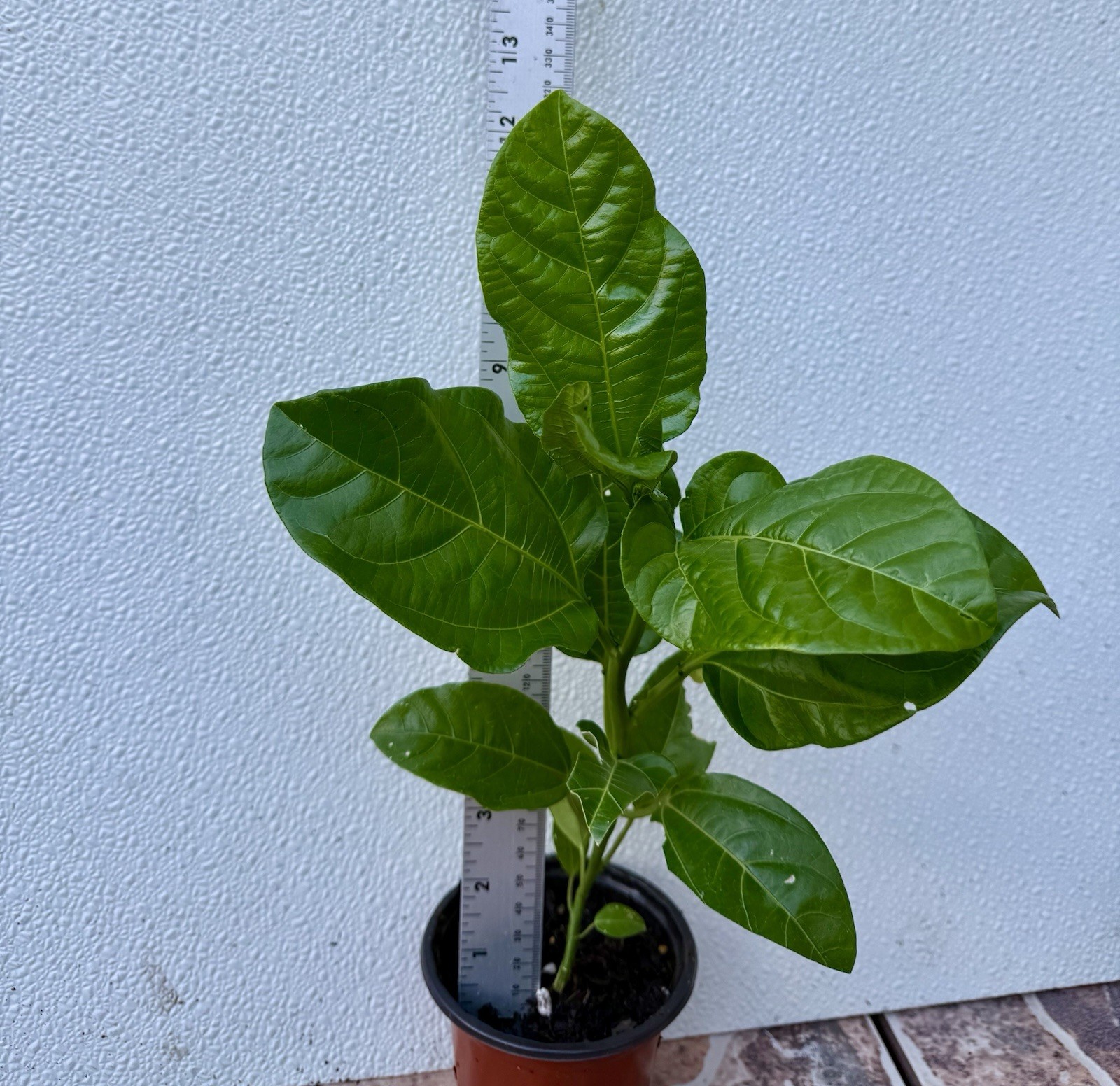 Purple Passion Fruit /Passiflora Edulis Live Plants 12″ Tall Planted In A 4″ Pot