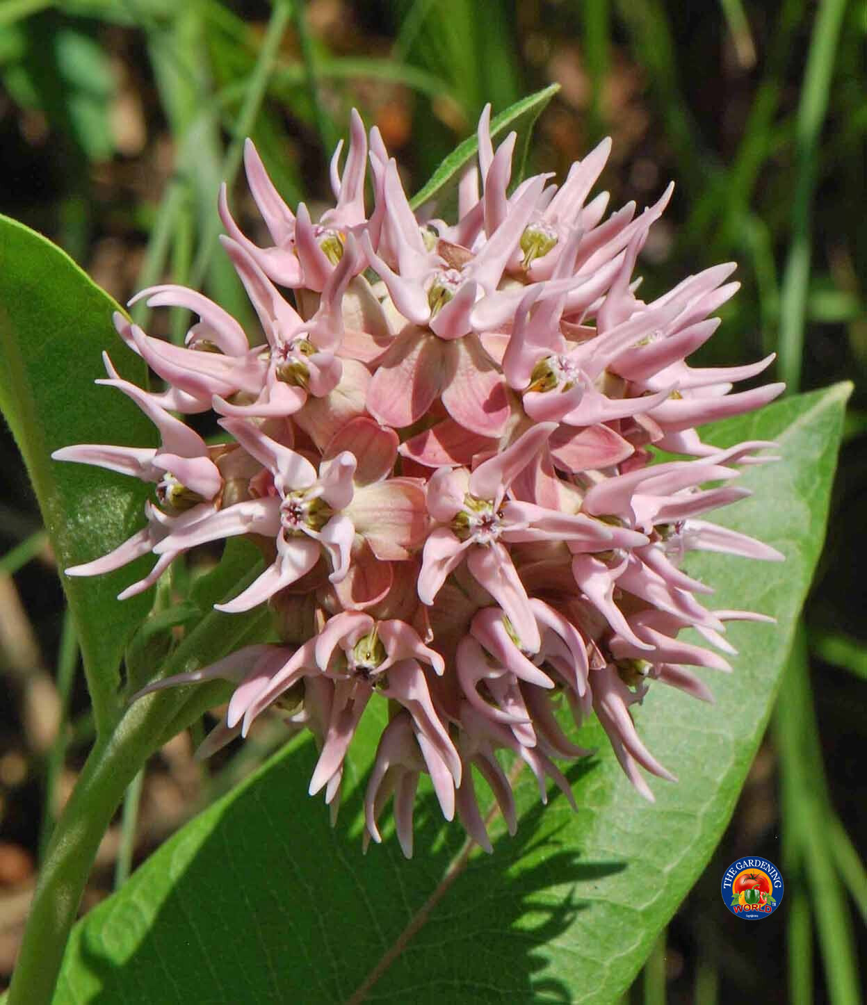 35 Butterfly Milkweed Seeds Showy Pink Native Asclepias speciosa for Monarchs