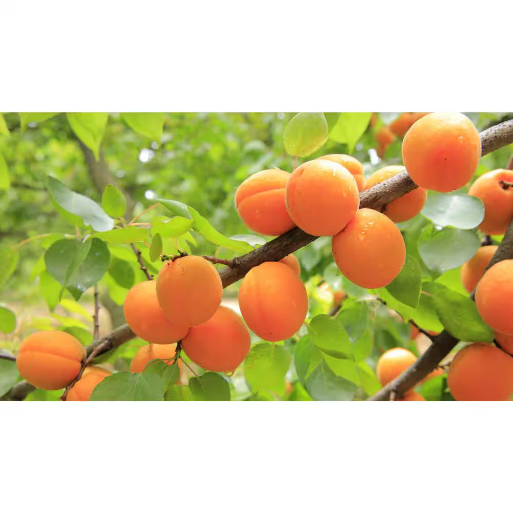 Dwarf Blenheim Apricot Tree (Bare-Root, 3 Ft. to 4 Ft Tall, 2-Years Old) NEW