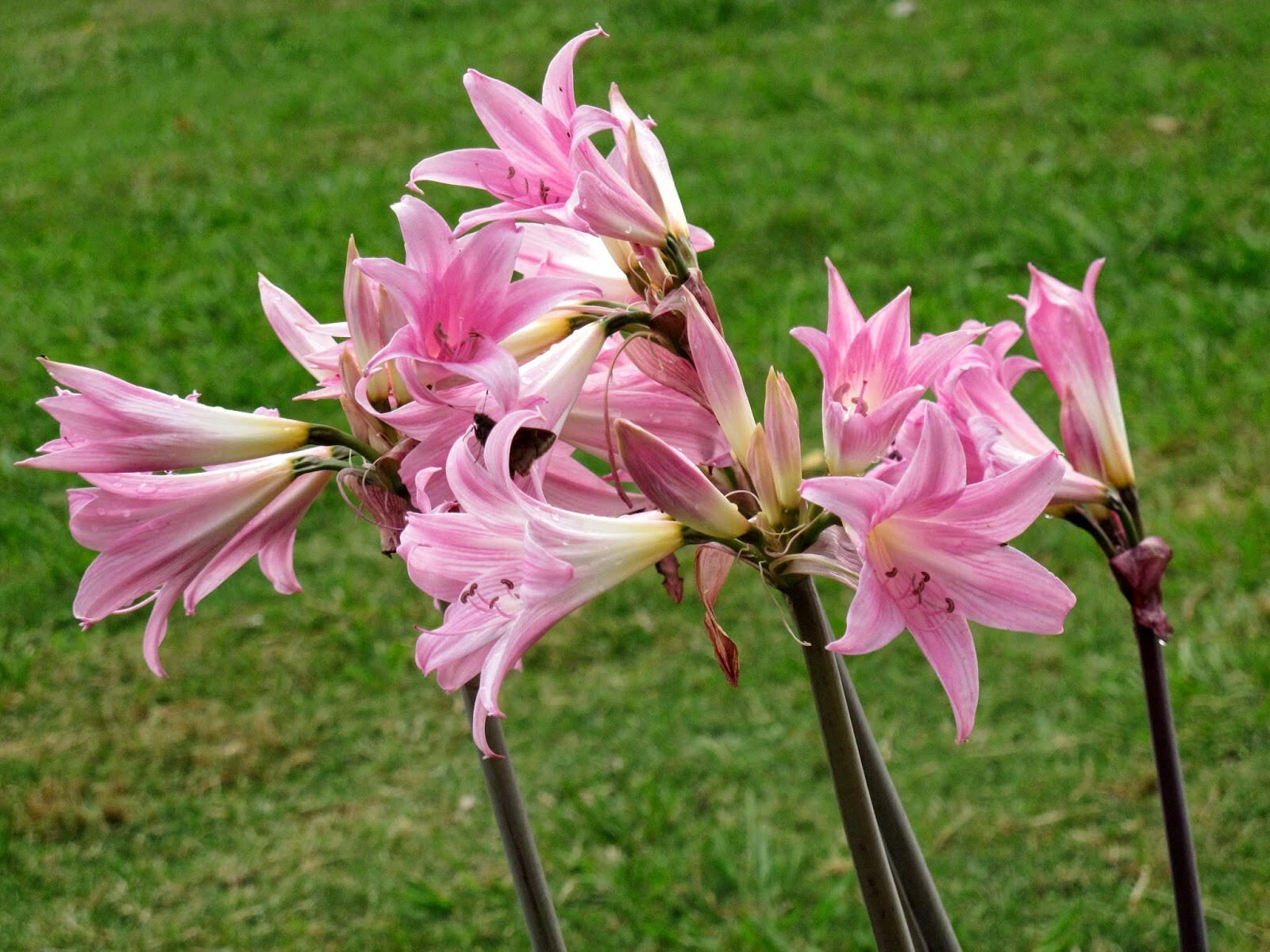 AMARYLLIS BELLADONNA NAKED LADY FLOWER BULBS HARDY ZONES 7-10 FRAGRANT BLOOMS!!!