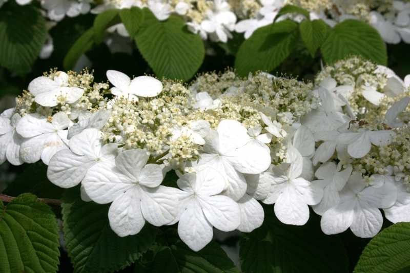 Japanese Snowball viburnum 2.5″ pot