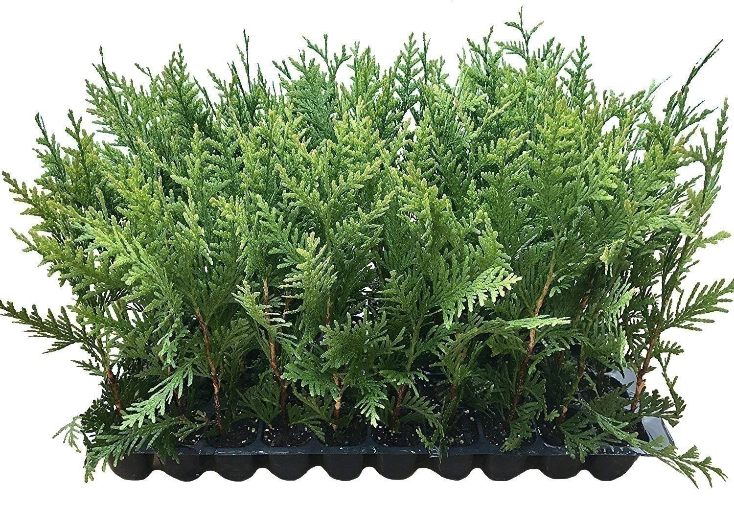 Thuja Green Giant | 2 Inch | Thuja standishii x plicata | Low Maintenance