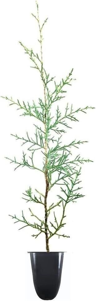 Carolina Sapphire Cypress | 2 Inch | Cupressus arizonica | Low Maintenance Plant
