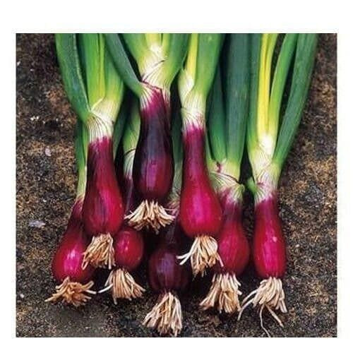 Red Welsh Bunching Onion Seeds Non-GMO, Tracked Shipping, Heirloom Vegetable