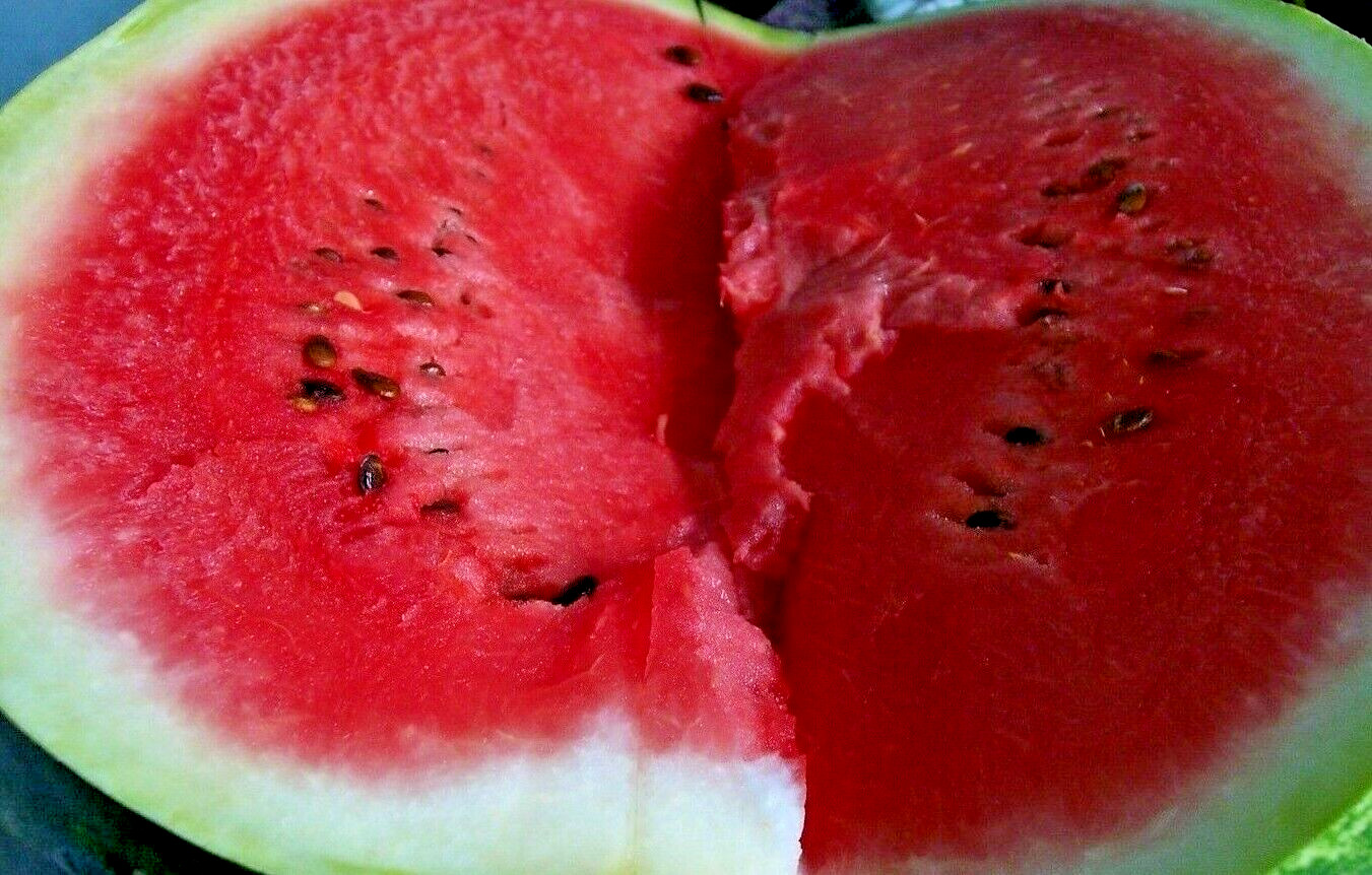 50+ SEEDS SUGAR BABY WATERMELON SUPER SWEET FRUIT HEIRLOOM NON-GMO MELON USA