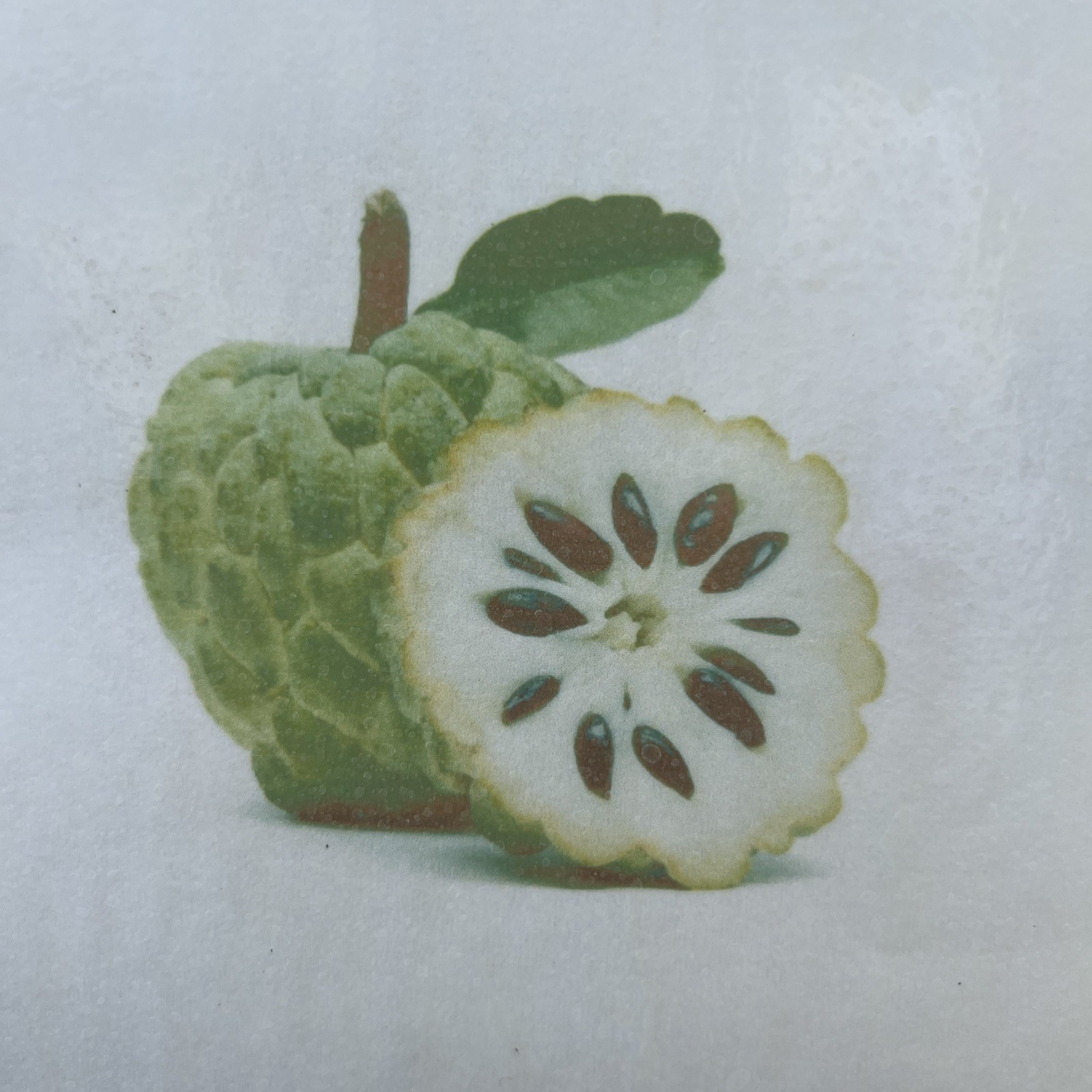Green sugar apple – 1gal – 1-2 feet – NO SHIP CA