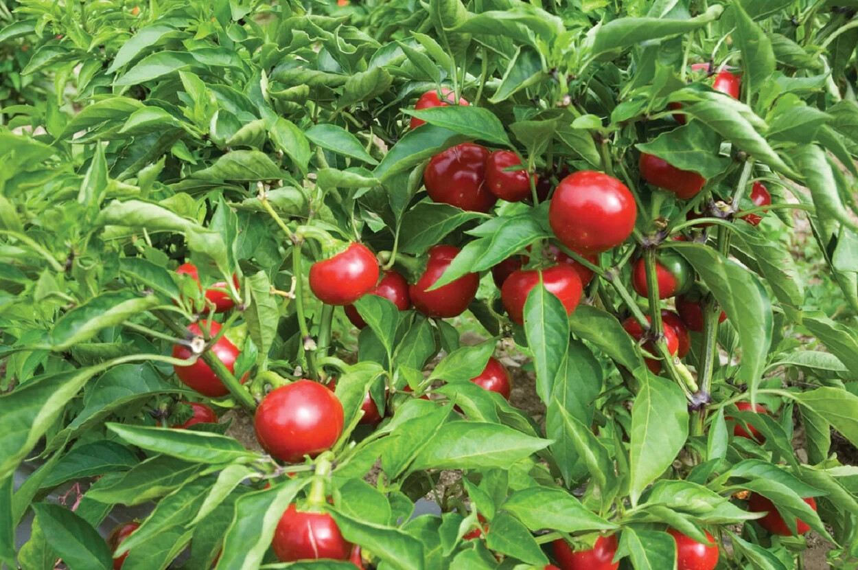 25 SWEET RED CHERRY PEPPER SEEDS ~ heirloomseedguy ~ 2026 ~ NON-GMO