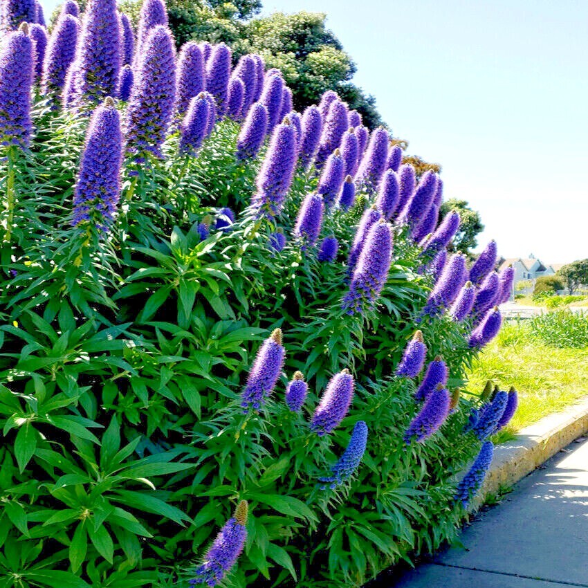 PRIDE OF MADEIRA Flower Seeds Echium fastuosum Blue Tower of Jewels Garden Plant