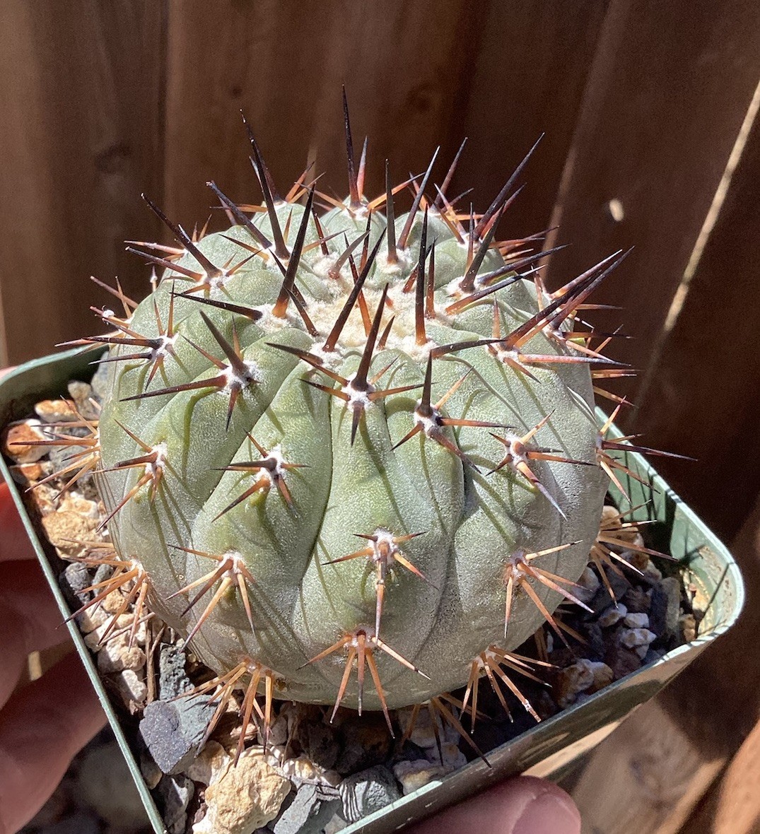 Beautiful Copiapoa Cinerea -Blk Spines- RARE! (Own Roots) -Sold Potted