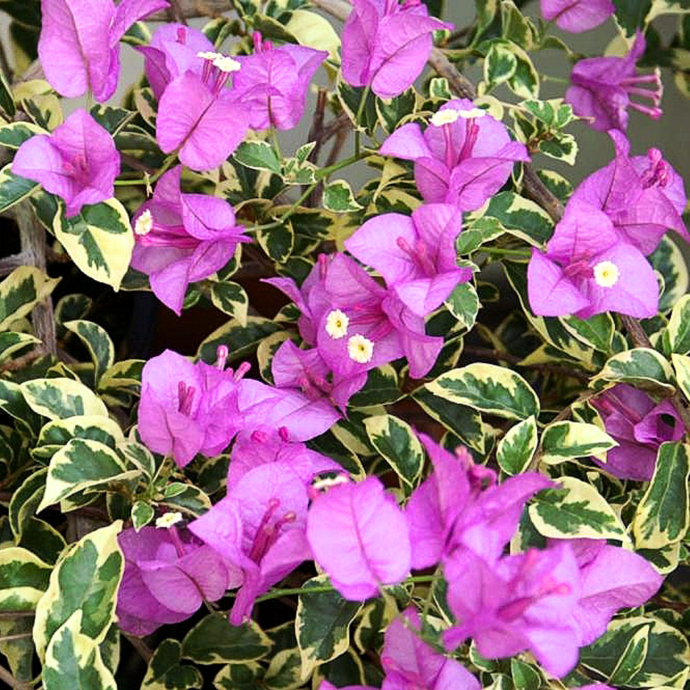 Set 2 Bougainvillea Live Plants 4-6 Inches Tall Rooted Flowering Vine