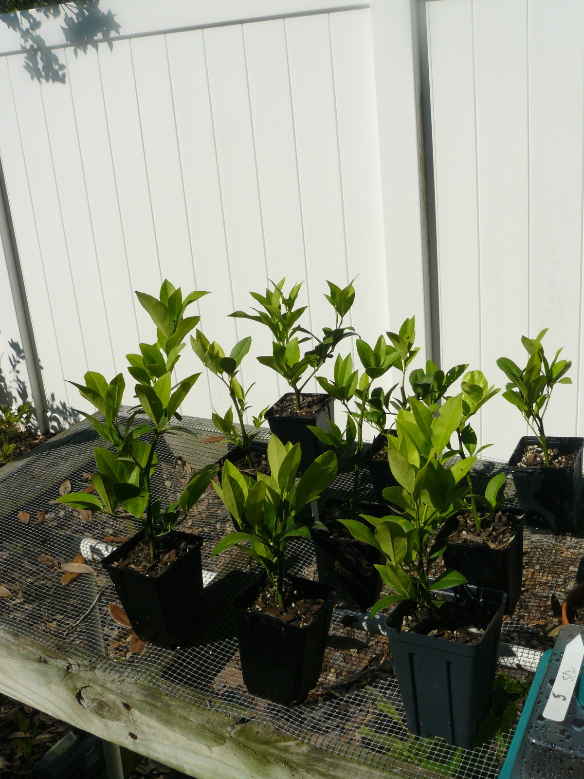 “ROOTED” – 4″ pot – Improved Myers Lemon Tree — approx. 6months & budding