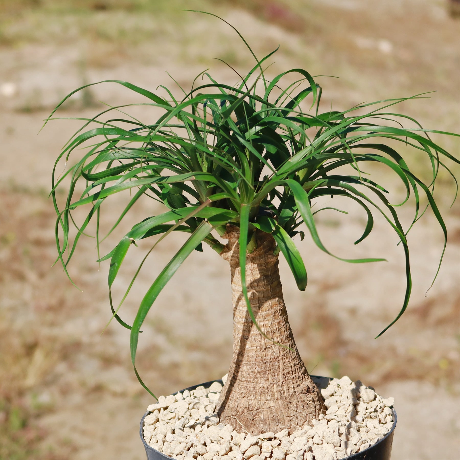 Ponytail palm ‘Beaucarnea recurvata’ cactus Cacti Succulent real live plant