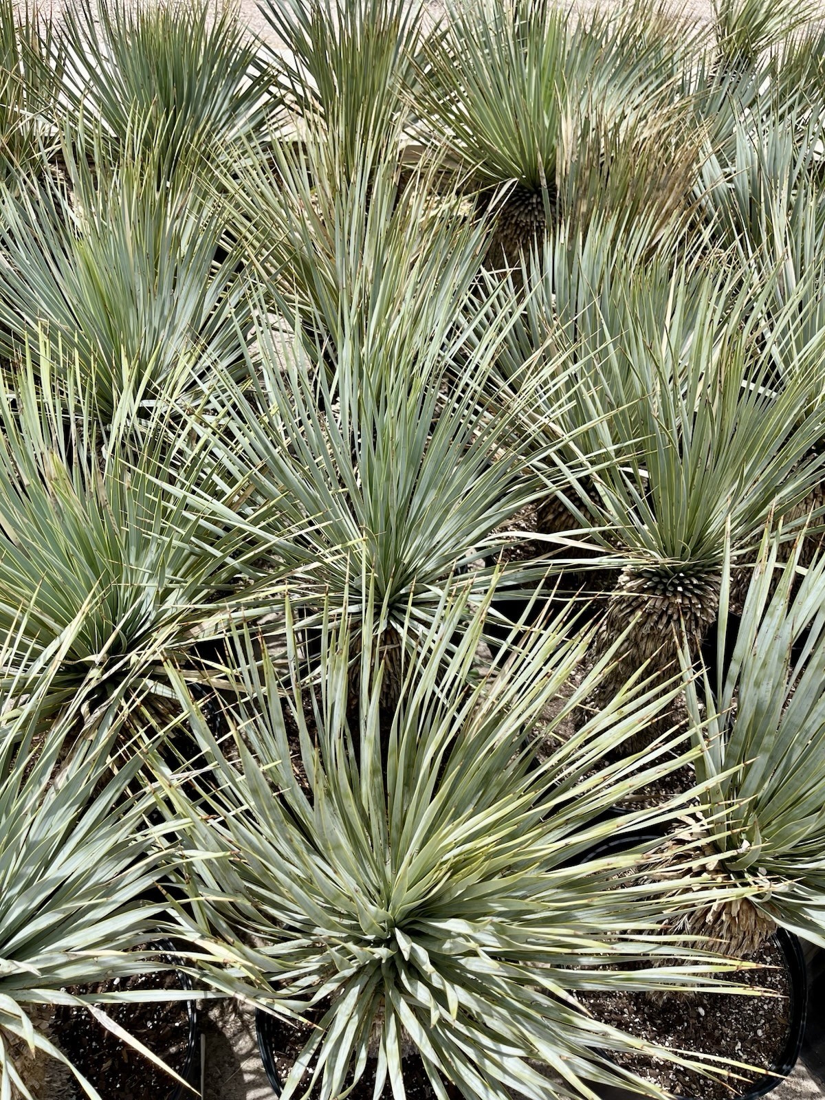 BLUE BIG BEND YUCCA ROSTRATA HARDY SUCCULENT LIVE PLANT 32”-36” TALL Bared Root