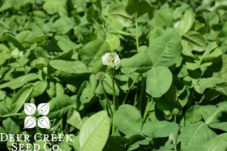 Deer Creek Seed Co. Dutch white clover seed (Pre-inoculated & Coated)