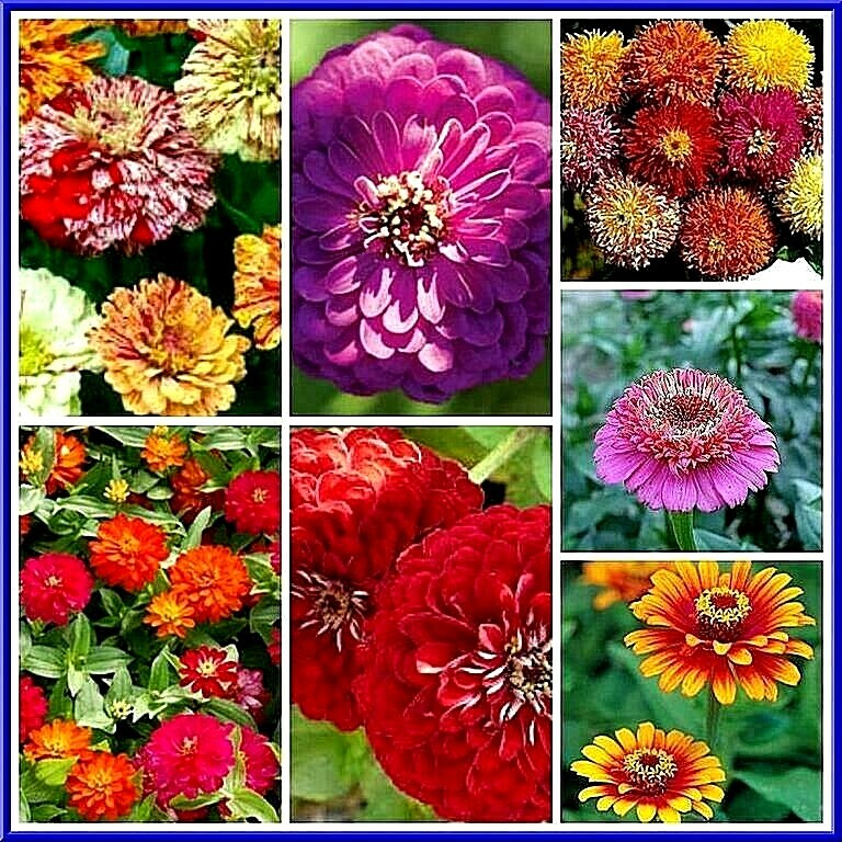 Zinnia – Large Mix -30 Seeds MANY COLORS 3-4 FT TALL! Comb. S/H SEE OUR STORE