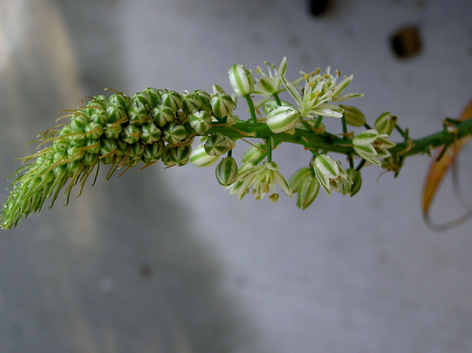 ORNITHOGALUM CAUDATUM PREGNANT ONION BULB
