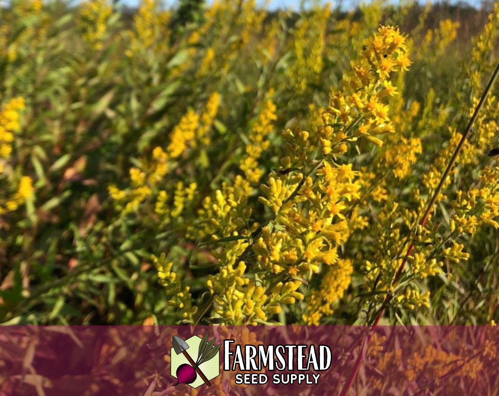 800+ Showy Goldenrod Seeds | Native Perennial Wildflower, Solidago speciosa