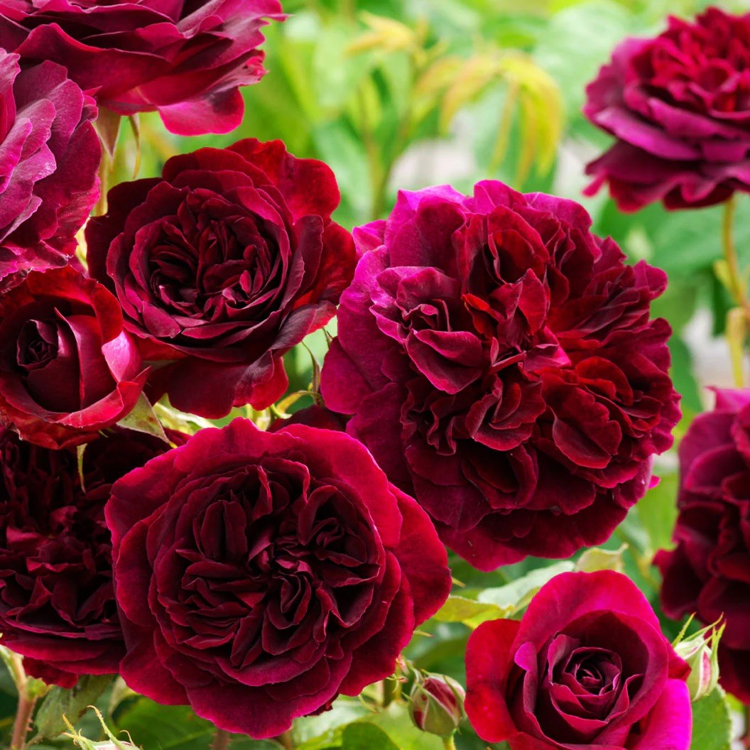 Ausbernard Shrub Rose Plant UNROOTED CUTTINGS 3 Fresh Cuttings 6” LONG