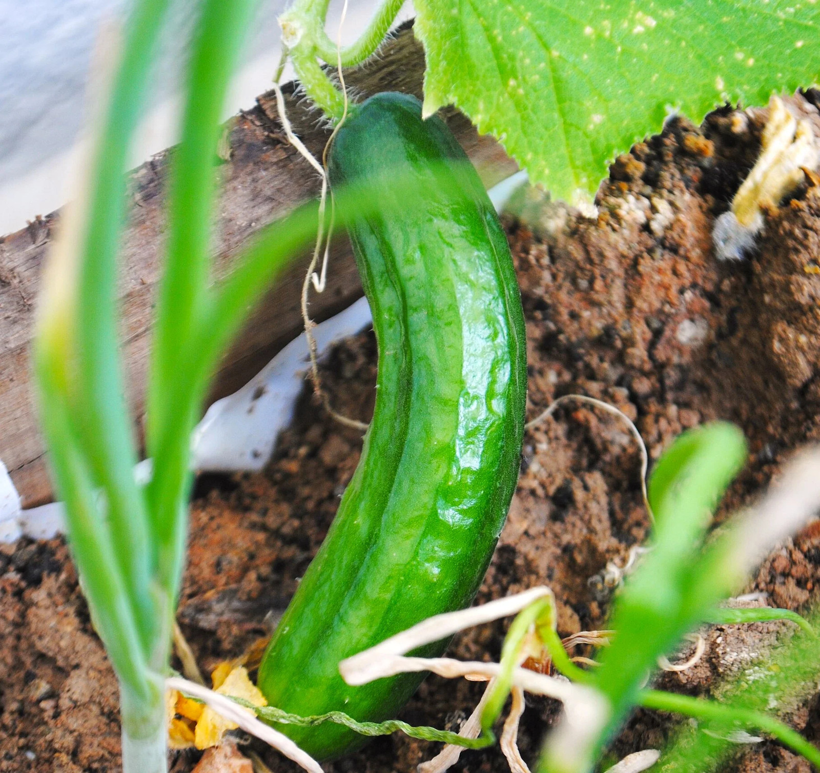 Diva Seedless Persian Cucumber Seeds – For 2026 Planting AAS Winner Thin-Skinned