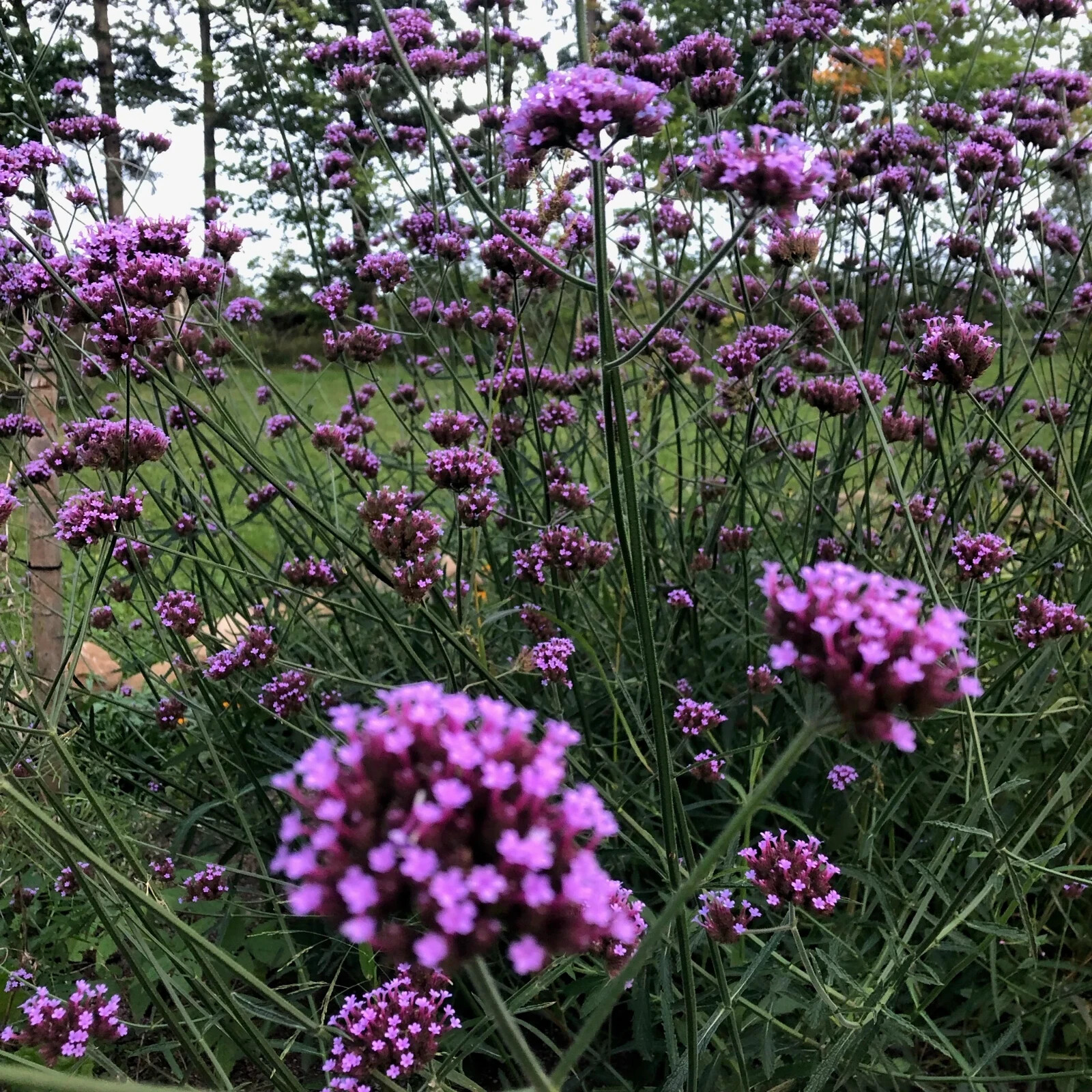VERBENA bonariensis PURPLETOP VERVAIN Tender Perennial Purple – one Root