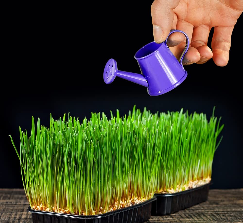 5 Pounds of Wheat Seeds to Grow Microgreens High Quality Wheat Berries to Grow
