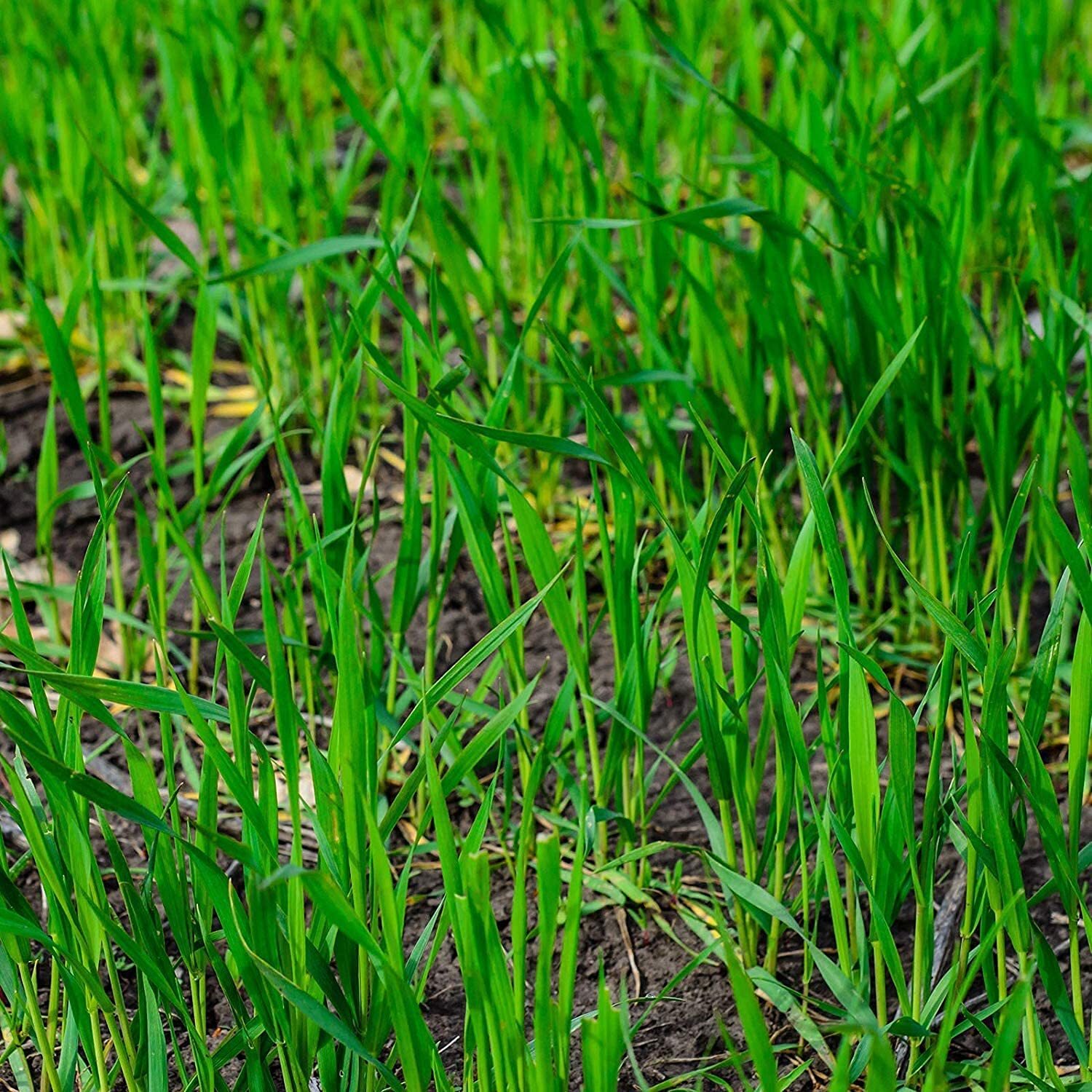 10 Lbs No-Till Winter Rye Cover Crop Seeds – Non-GMO Rye – Deer & Turkey Food Pl