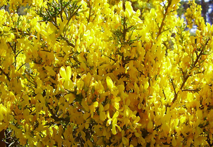 Yellowhorn Xanthoceras sorbifolium, Tree Seeds