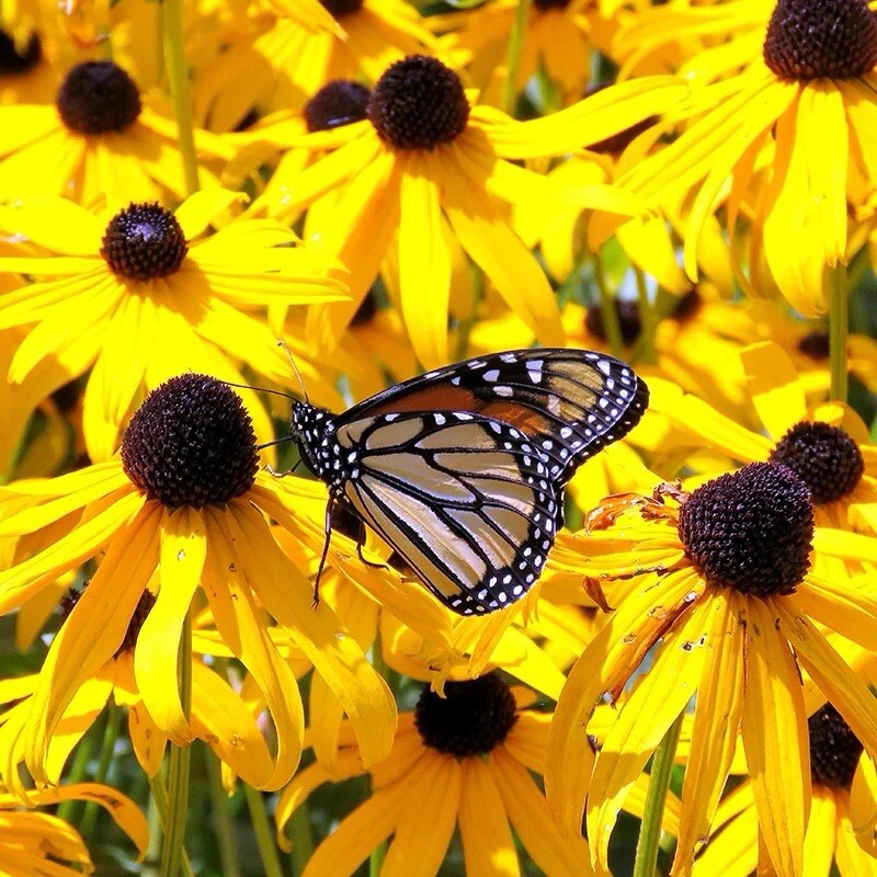2000+ Black-Eyed Susan Seeds – (Rudbeckia Hirta) | Attracts Pollinators – USA