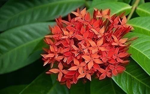Ixora Taiwanese Red | 3 Gallon | Ixora coccinea | Low Maintenance | Hardy Plant