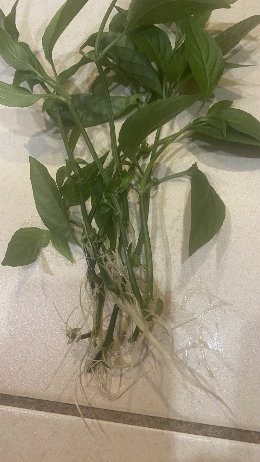 3 cuttings with roots Vietnamese Magenta Leafs -La Cam LIVE PLANTS ( NO Pots)