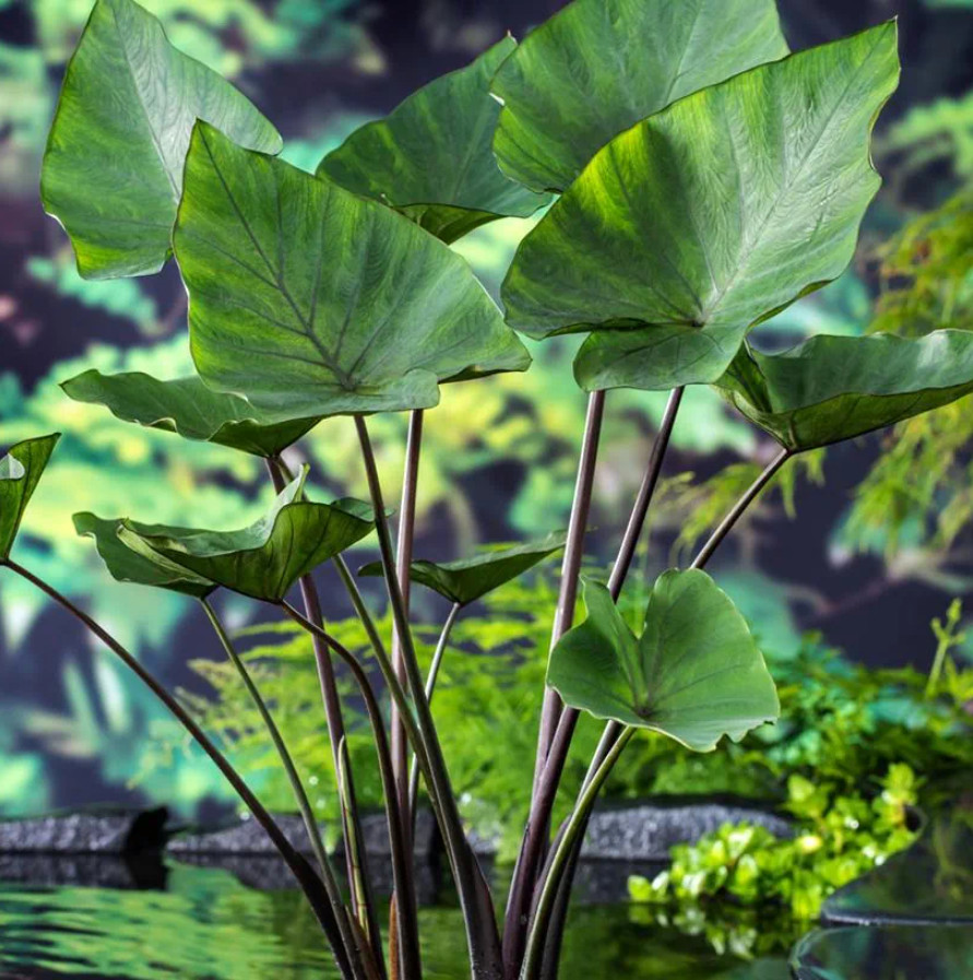 Live Tea Cup Colocasia Plant – Elephant Ear Foliage – 3″ Pot – Ship Without Pot