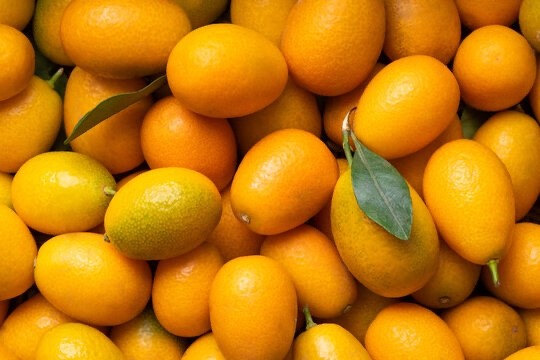 3 UNROOTED Cuttings/Scions/Budwood Nagami Kumquat Oval Grafting Free Shipping