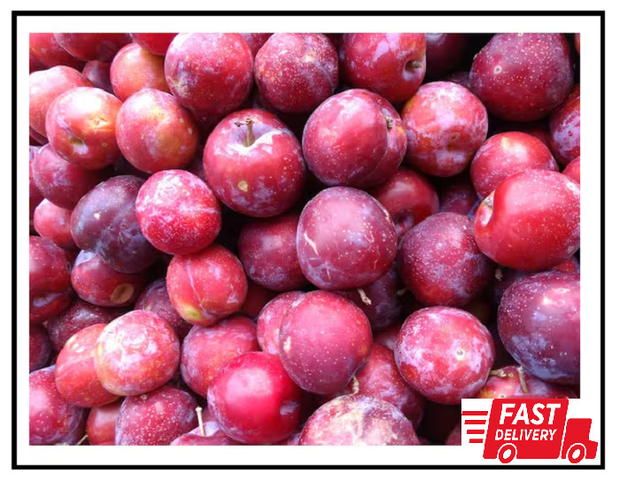 Dwarf Santa Rosa Plum Tree Bare Root – Compact Fruit Tree