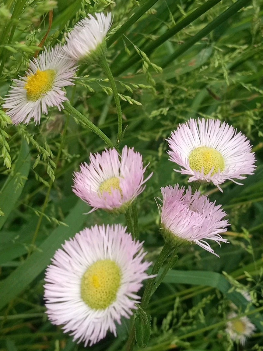 Philadelphia Fleabane Seeds Erigeron Philadelphicus Native Daisy Wildflower 500+